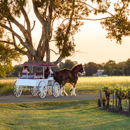 Wine Tour Wagon