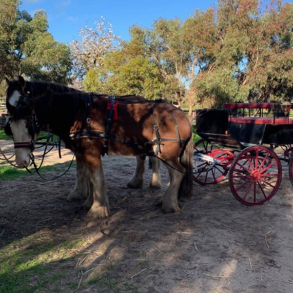 Victoria carriage